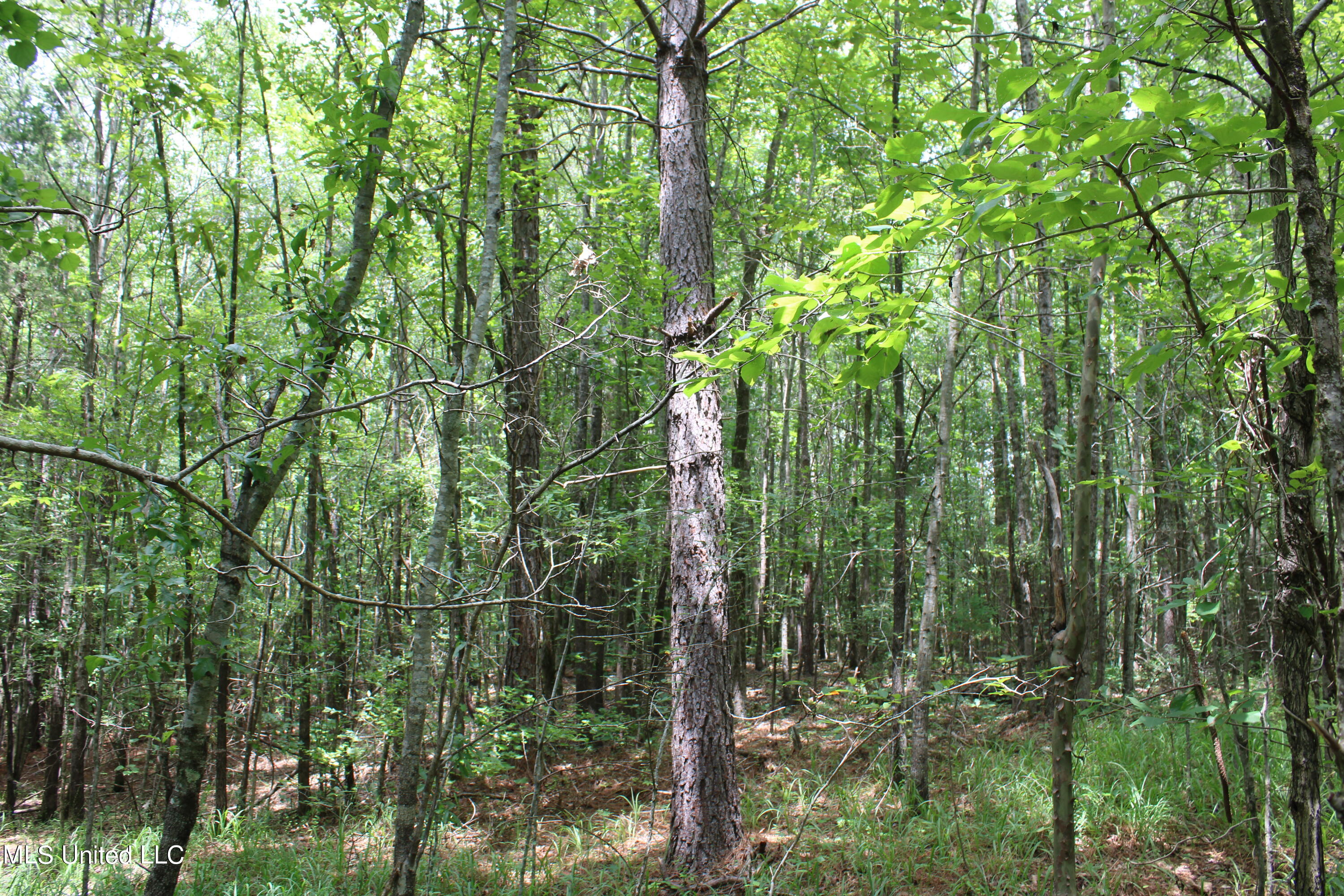 95 Taylor Road Waterford, MS 38685 - Photo 15 of 28 IMG_1760