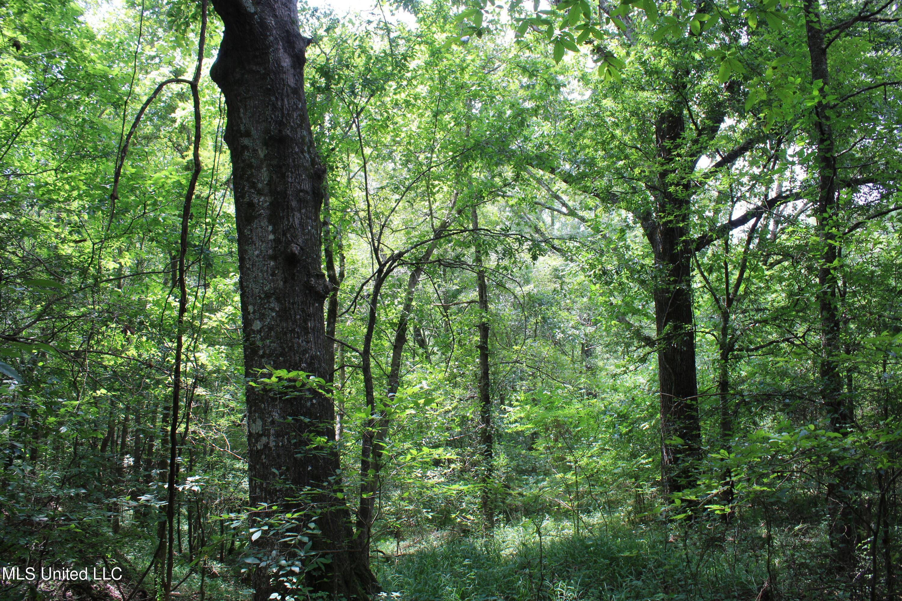 95 Taylor Road Waterford, MS 38685 - Photo 27 of 28 IMG_1764