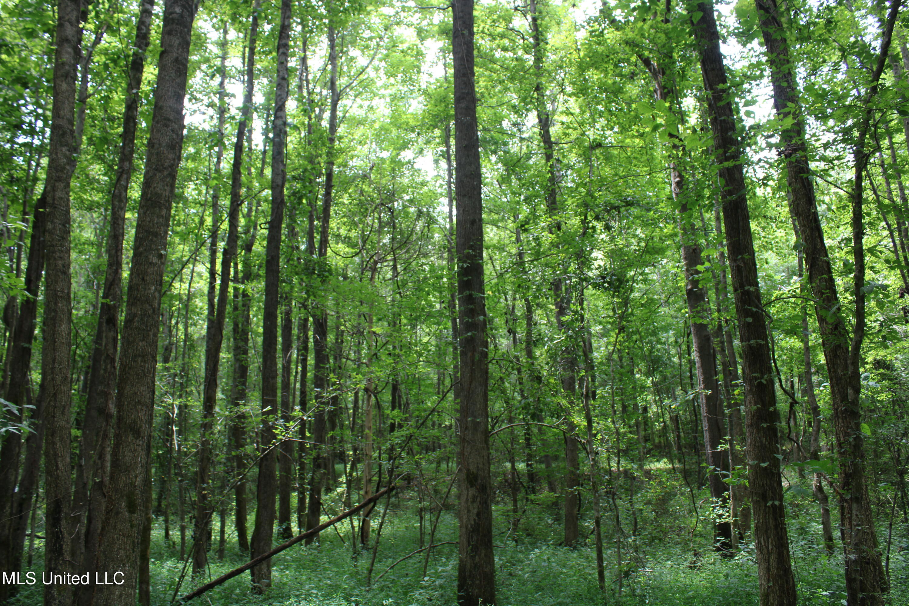 95 Taylor Road Waterford, MS 38685 - Photo 10 of 28 IMG_1753