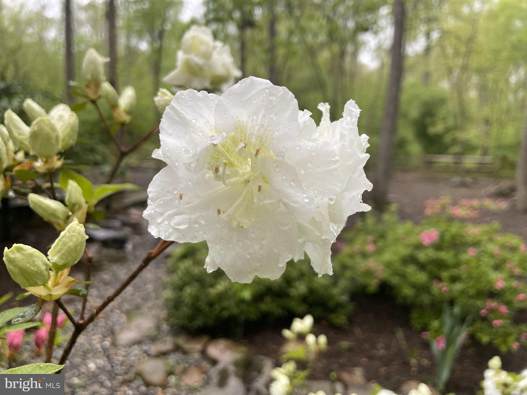 12106 North Walnut Branch Road Reston, VA 20194 - Photo 48 of 57 a close up of a white flower in a garden