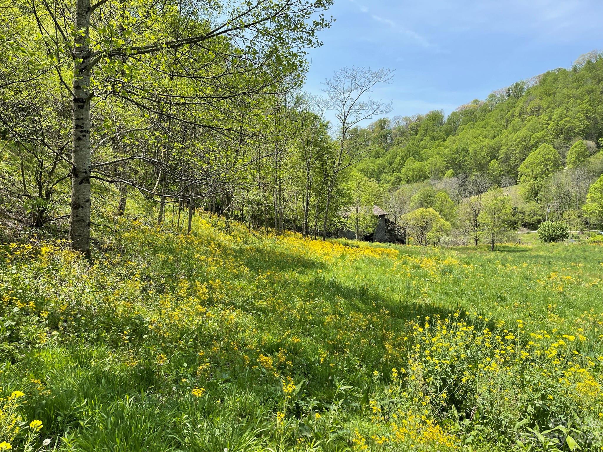 164 Rabbit Run Marshall, NC 28753 - Photo 21 of 27 a view of yard with green space