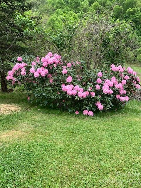 164 Rabbit Run Marshall, NC 28753 - Photo 24 of 27 a view of a flower in a yard