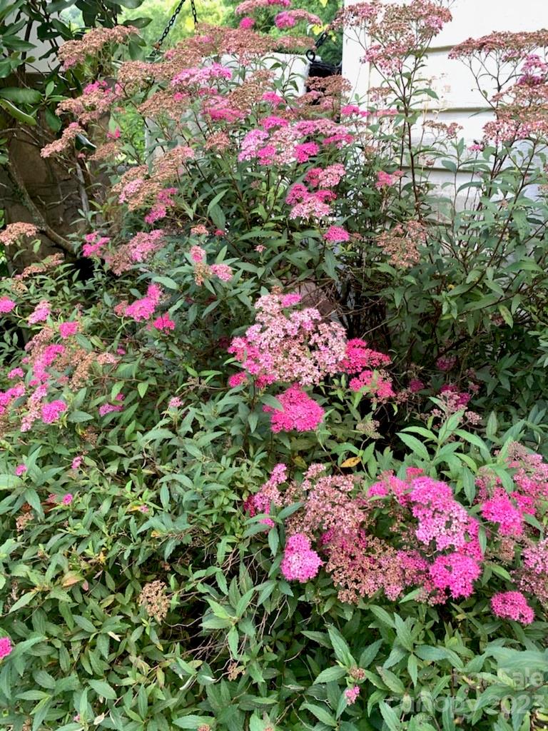 164 Rabbit Run Marshall, NC 28753 - Photo 25 of 27 a view of a flower in a garden