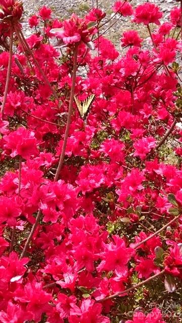 164 Rabbit Run Marshall, NC 28753 - Photo 27 of 27 a yard