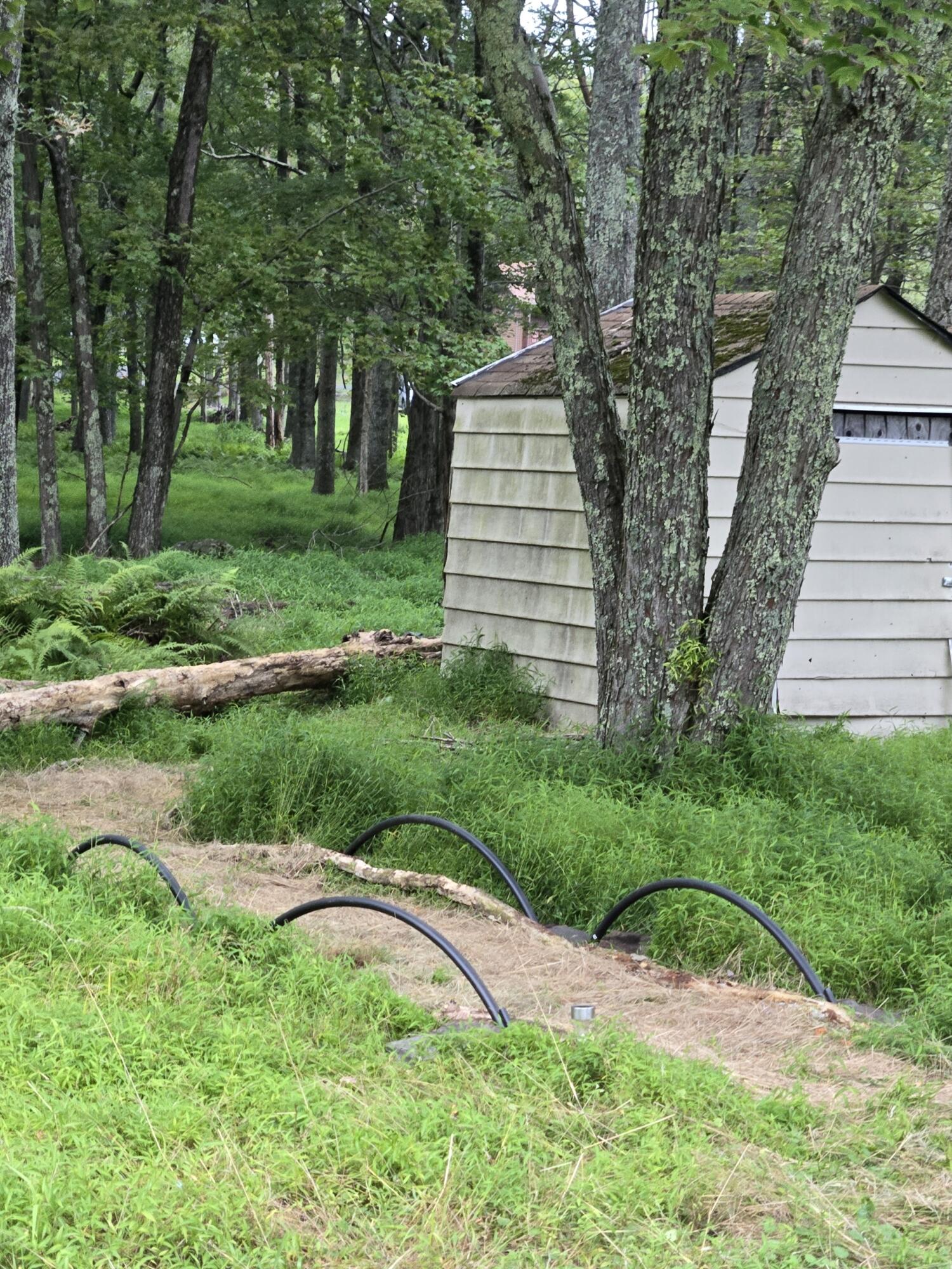 136 Huffman Circle Bushkill, PA 18324 - Photo 11 of 11 a view of a backyard with plants and large trees