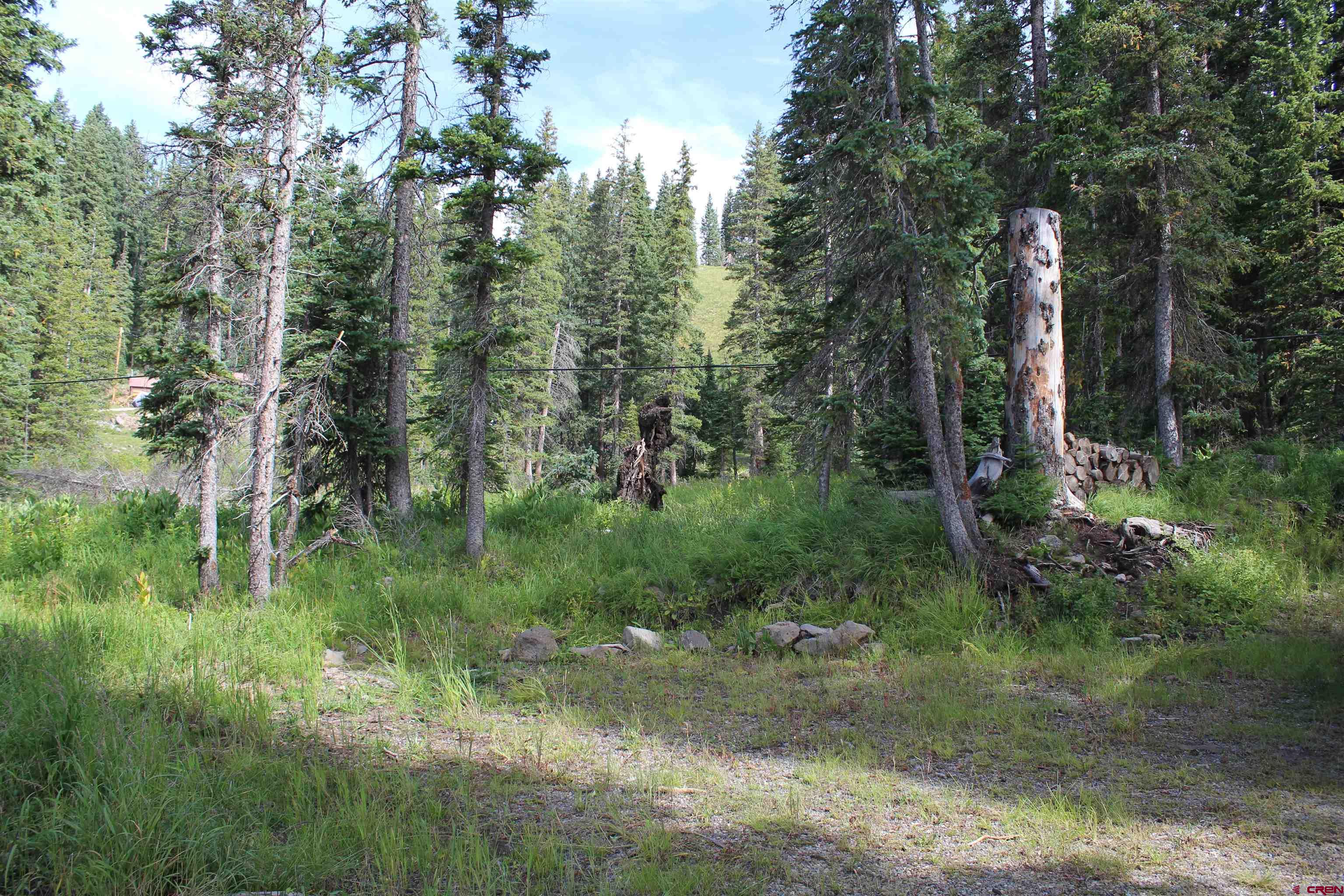 21629 Baron Lake Drive Cedaredge, CO 81413 - Photo 27 of 34 a view of a forest with trees