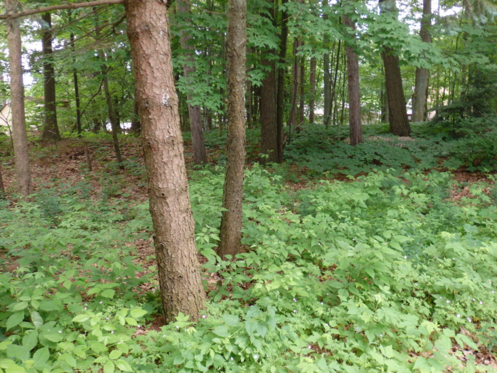 3405 Lakeshore Road Manistee, MI 49660 - Photo 44 of 49 partially wooded lot
