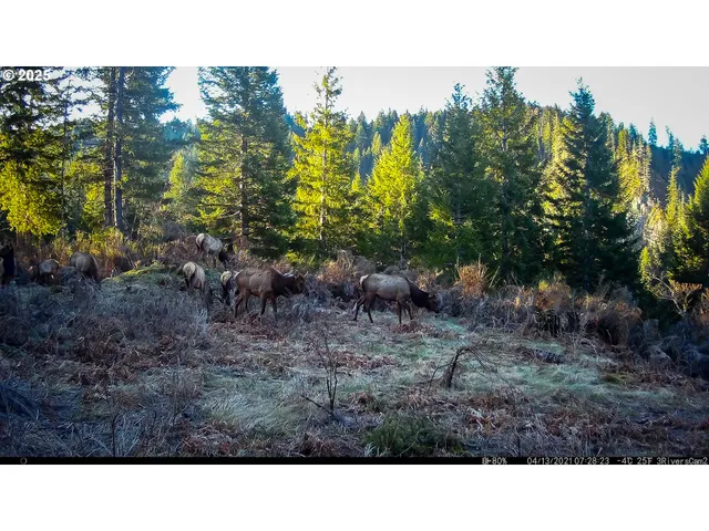 $175,000 | 3 Phyllis Ann Block Court, Cougar, WA 98616