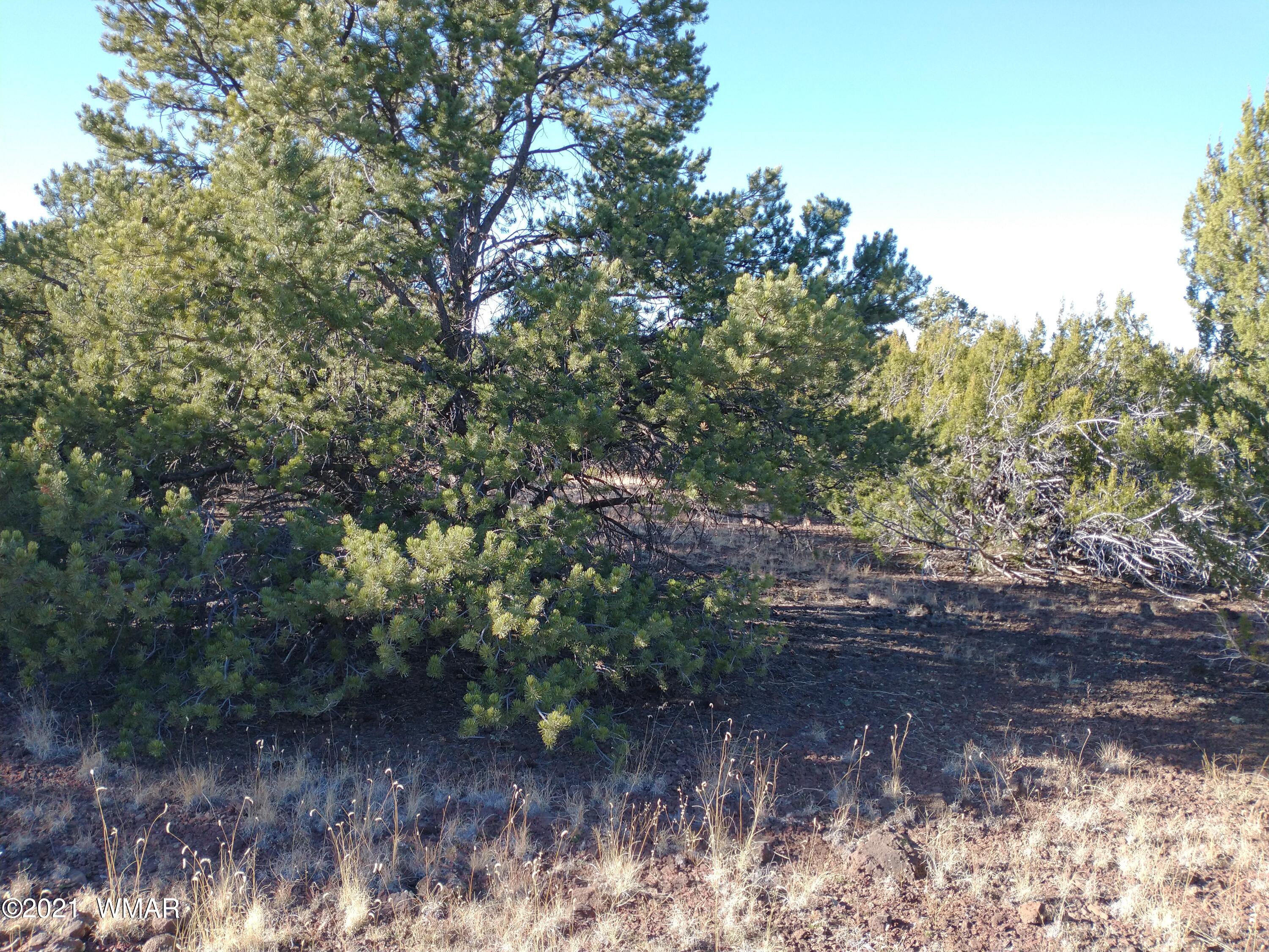 3145 Stray Horse Road Vernon, AZ 85940 - Photo 12 of 23