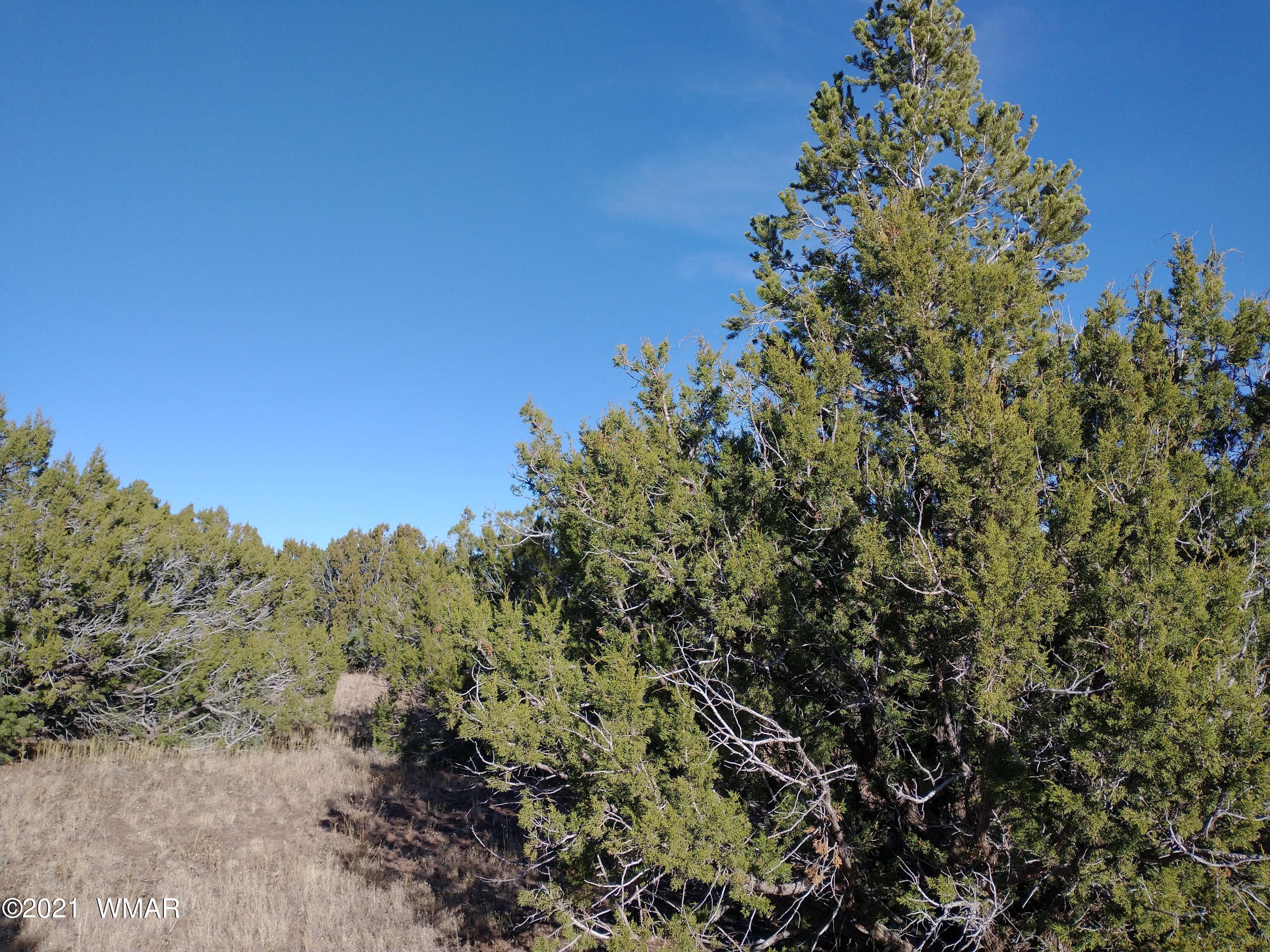 3145 Stray Horse Road Vernon, AZ 85940 - Photo 16 of 23