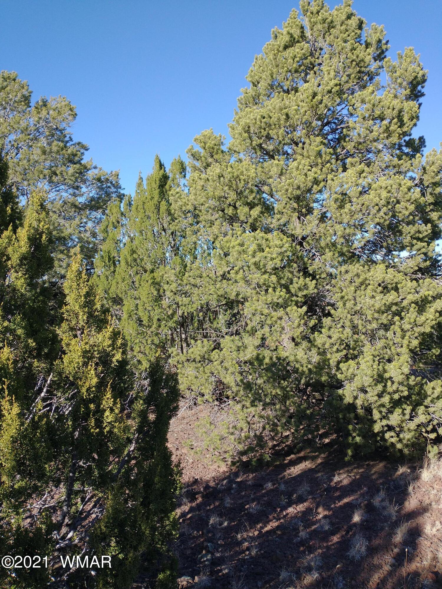 3145 Stray Horse Road Vernon, AZ 85940 - Photo 17 of 23