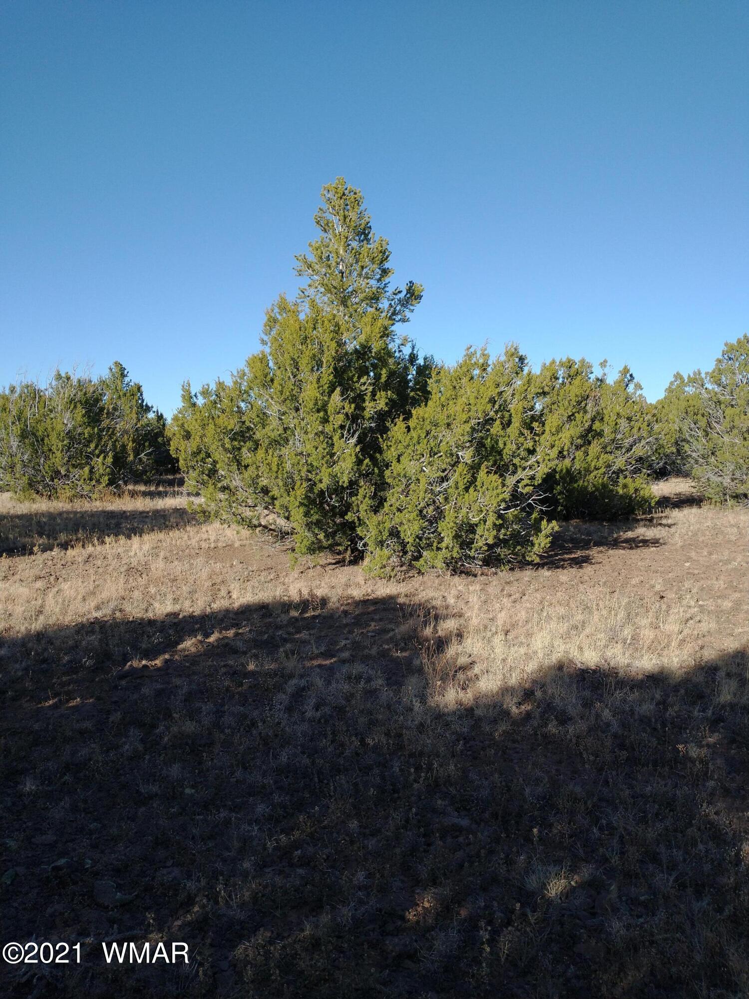 3145 Stray Horse Road Vernon, AZ 85940 - Photo 8 of 23