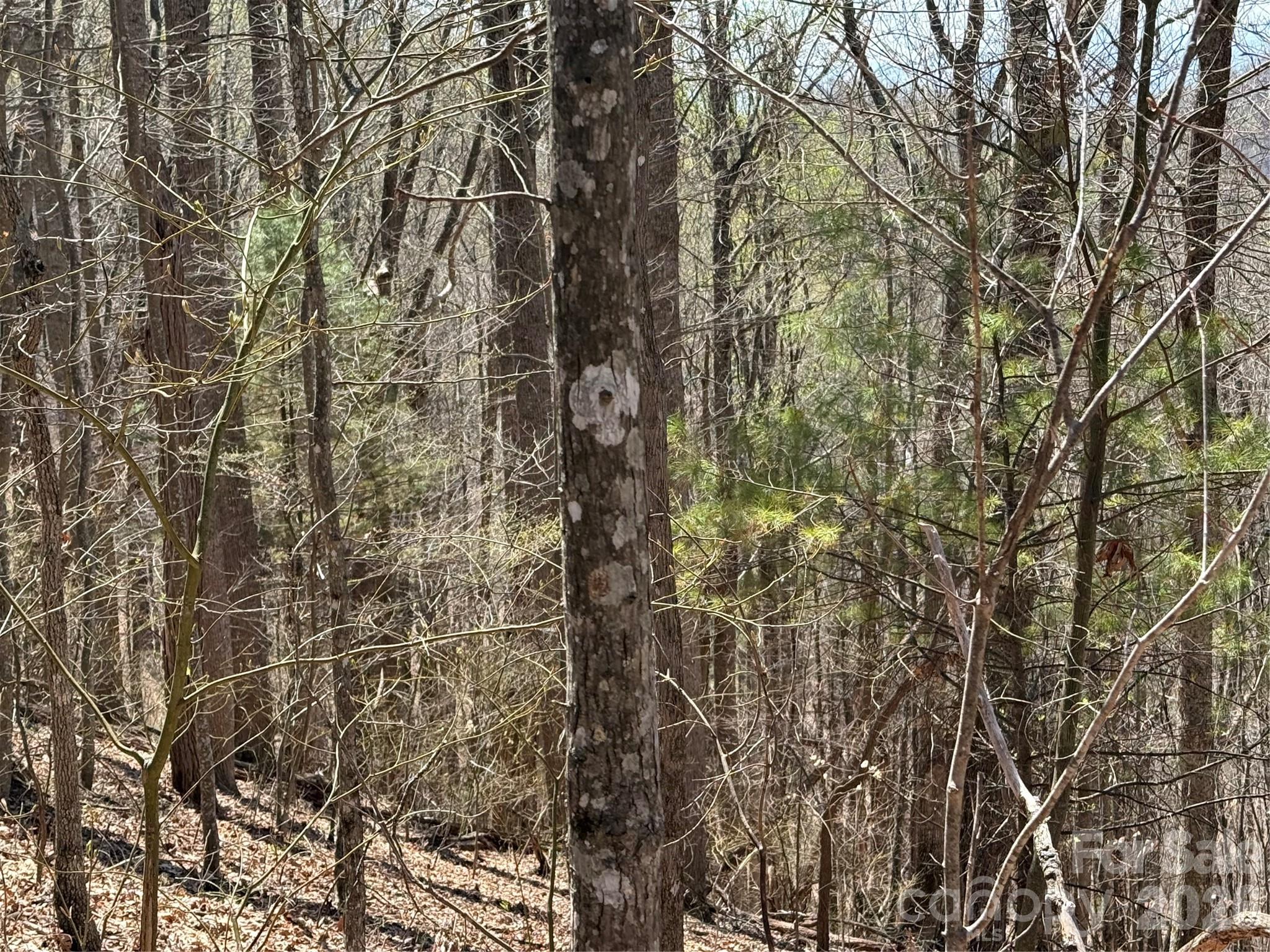 0 Granny Shepherd Road, Unit LOT 2 Mars Hill, NC 28754 - Photo 9 of 22