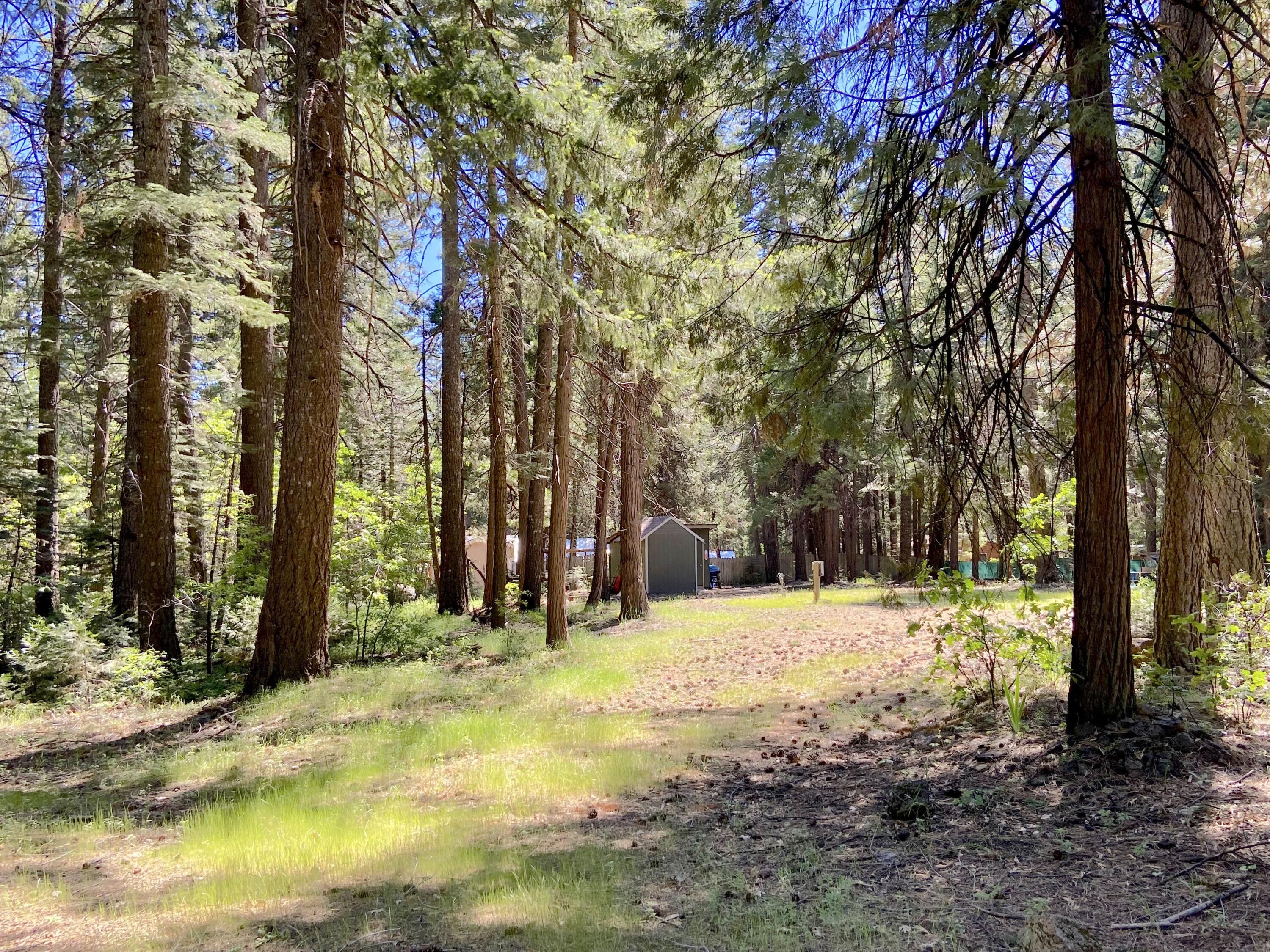 33117 Sites Road Shingletown, CA 96088 - Photo 13 of 23 a view of a yard with trees