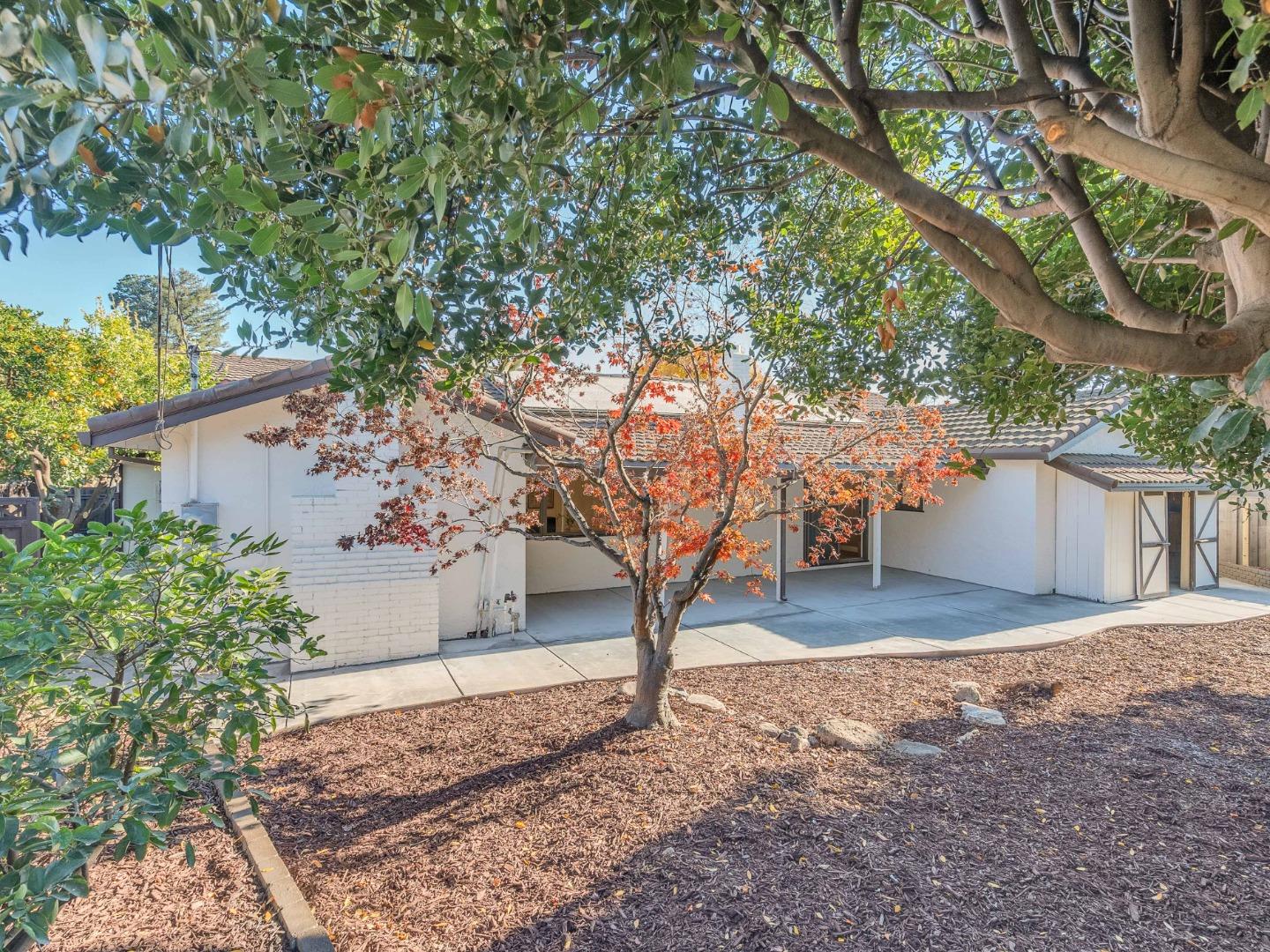 2303 Gunar Drive San Jose, CA 95124 - Photo 31 of 42 a view of a yard with plants and a large tree