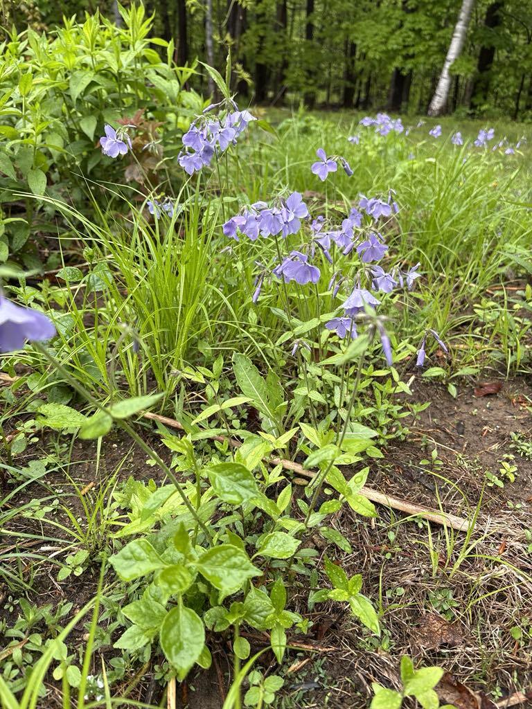 84 Walker Hill Road Jay, ME 04239 - Photo 54 of 56 Blue Bells