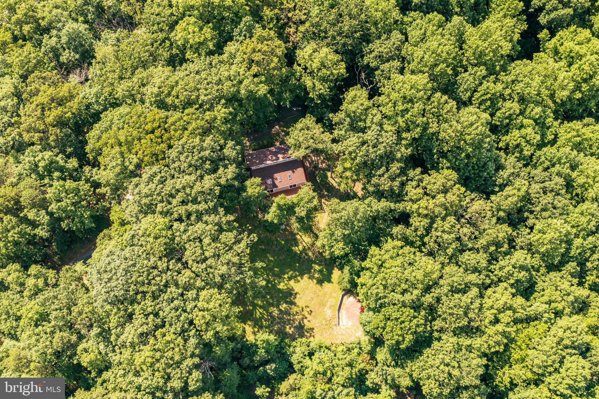 1619 Summit Drive Haymarket, VA 20169 - Photo 42 of 62 a view of a tree with a tree