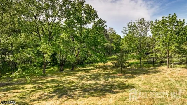 a view of lush green forest