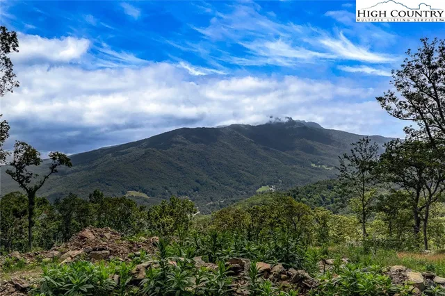 a view of a lot of trees and bushes