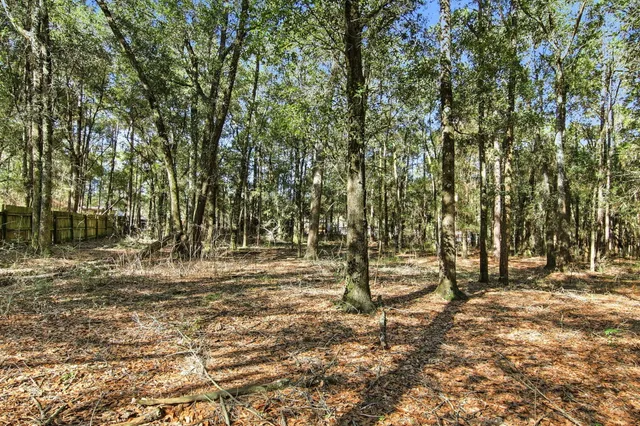 a view of dirt yard with a large tree