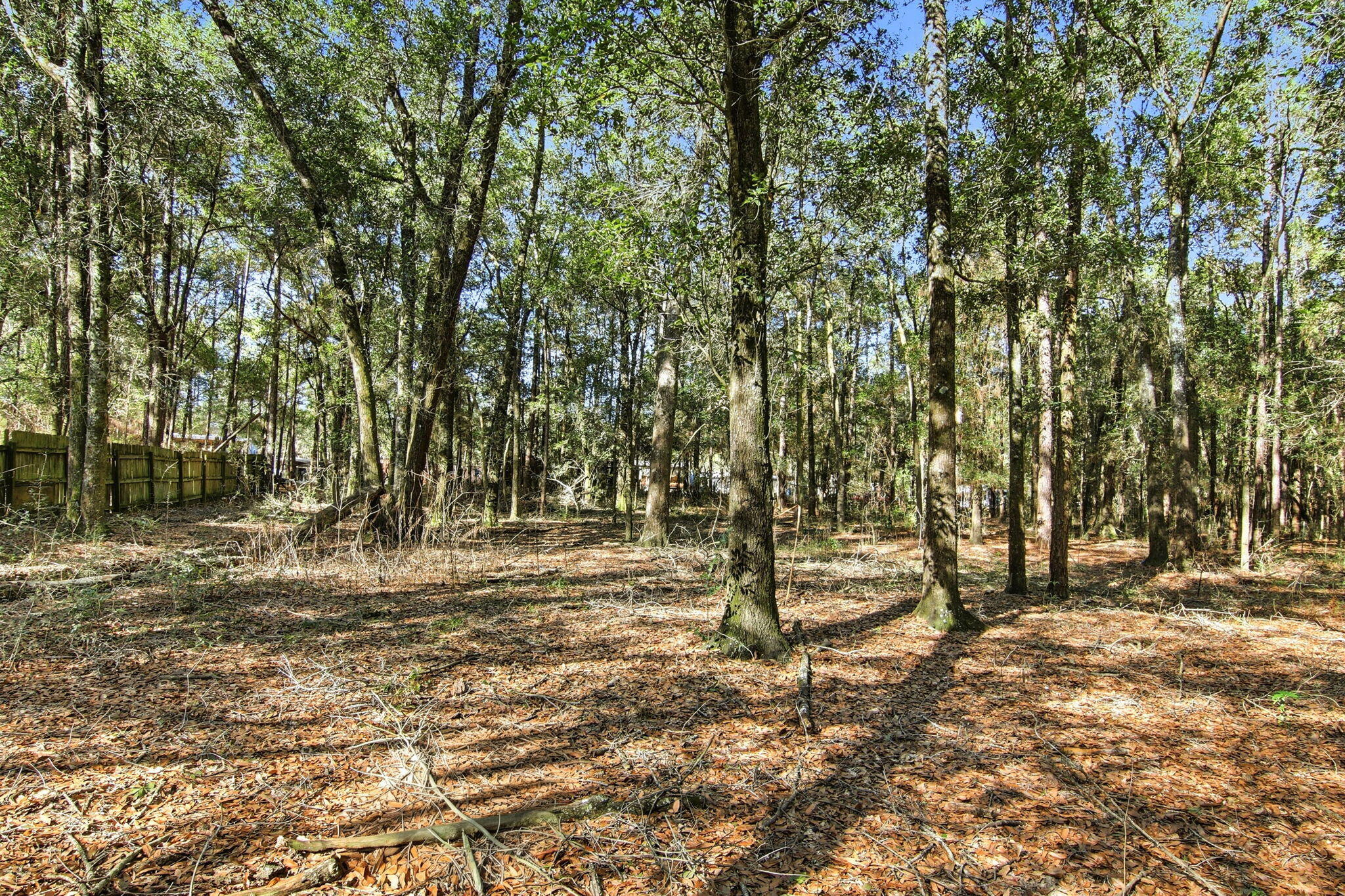 6108 Old River Road Baker, FL 32531 - Photo 36 of 40 a view of dirt yard with a large tree
