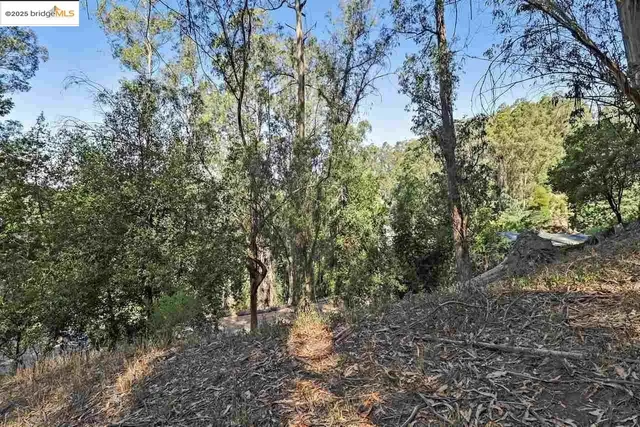 a view of a forest with trees in the background