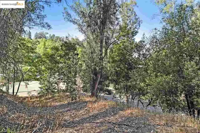 a view of a forest with large trees