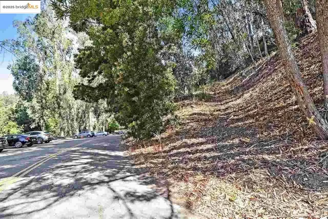 a view of road with large trees