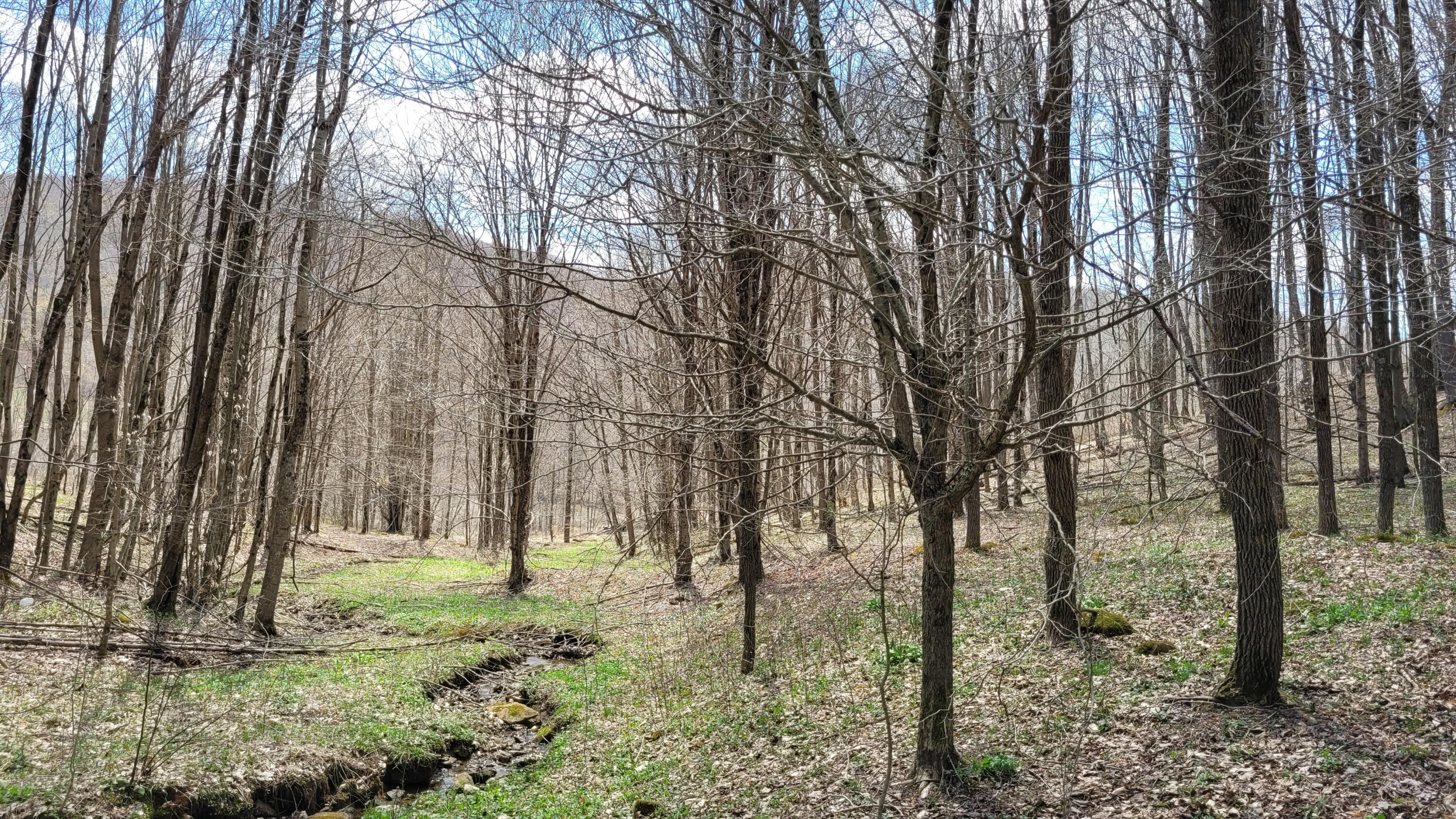 Dry Branch Road Valley Head, WV 26294 - Photo 17 of 24 Gallery Image 17