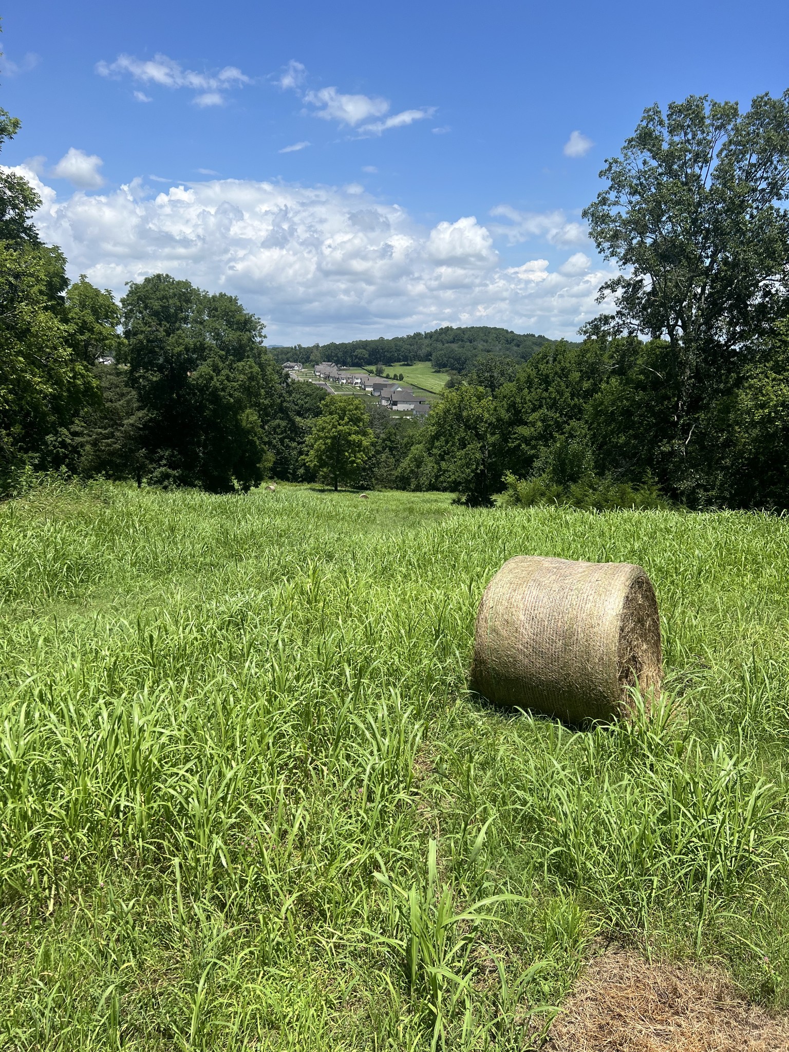 0 John Sharp Road Spring Hill, TN 37174 - Photo 8 of 14 a view of a lush green forest