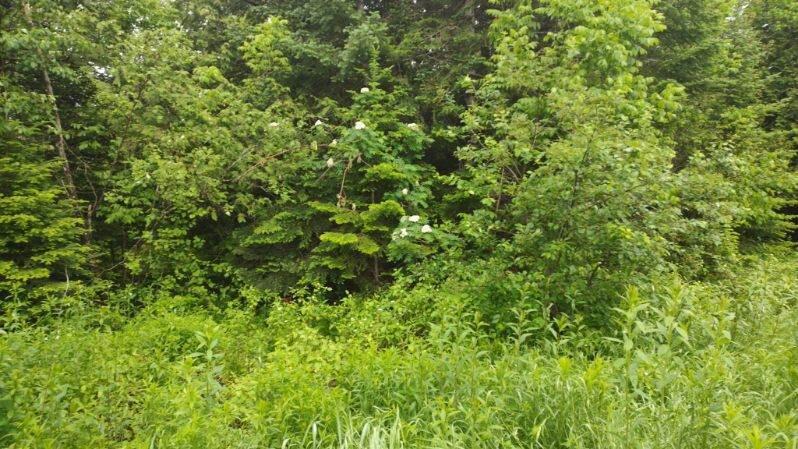78 Colby Siding Road Woodland, ME 04736 - Photo 5 of 16 A7F8E28D-688C-47BE-BD89-8832340C1F71