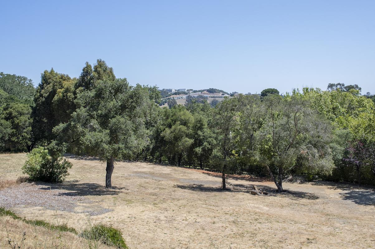 308 Olive Hill Lane Woodside, CA 94062 - Photo 4 of 9 a view of a dry yard with trees
