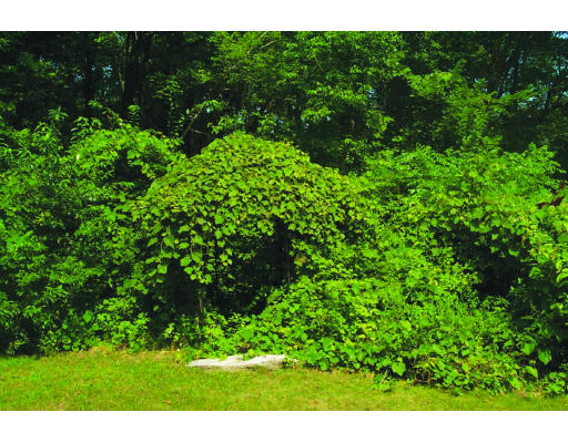 12 Green Road Sutton, MA 01590 - Photo 8 of 8 a view of a garden