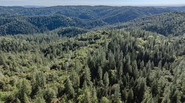 a view of a lush green forest with a lush green forest