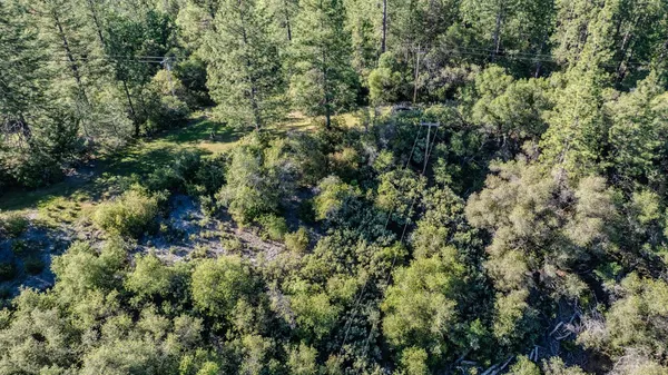 a view of a forest with a tree