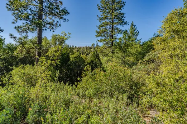 a view of a lush green forest