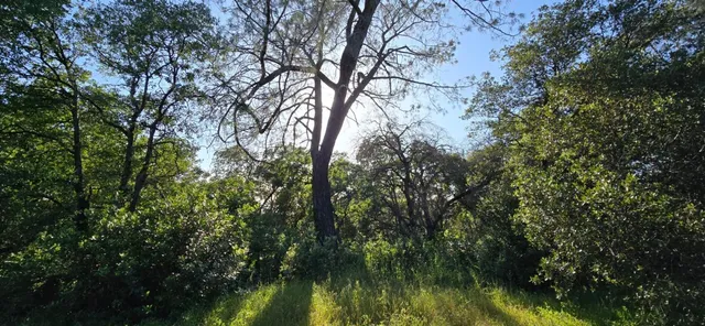a view of a lush green forest