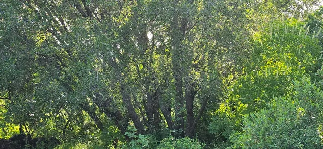 a big yard with lots of green space and plants