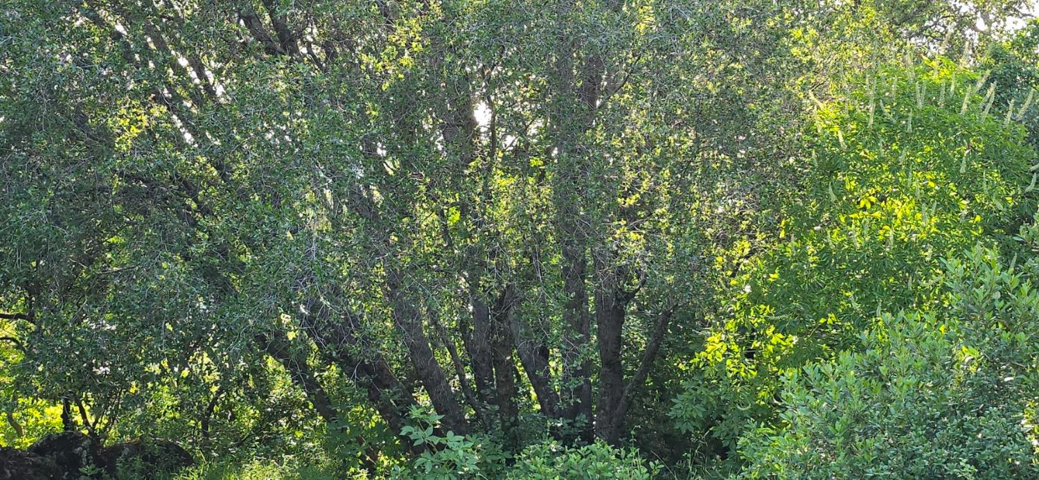 0 2059 Bell Road Auburn, CA 95603 - Photo 17 of 40 a view of a lush green forest