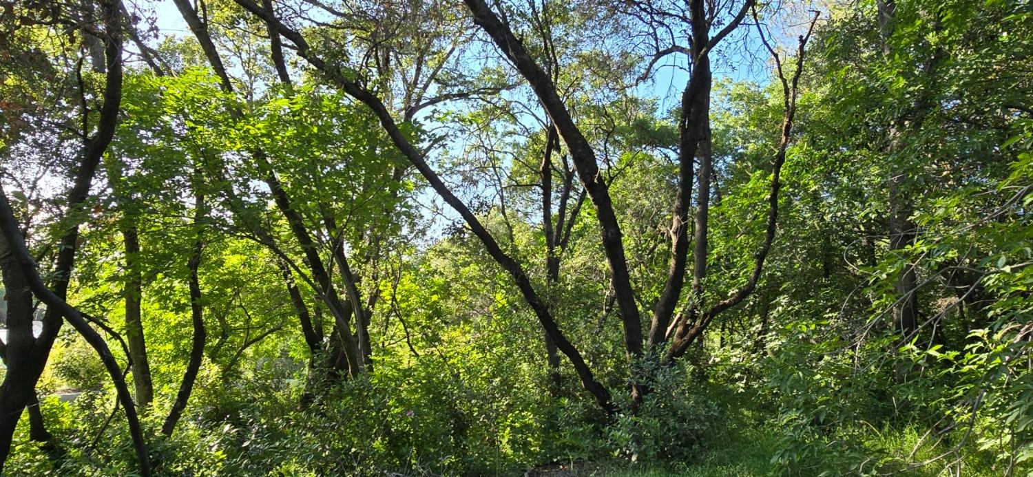 0 2059 Bell Road Auburn, CA 95603 - Photo 19 of 40 a view of tree