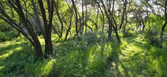 a view of outdoor space with trees