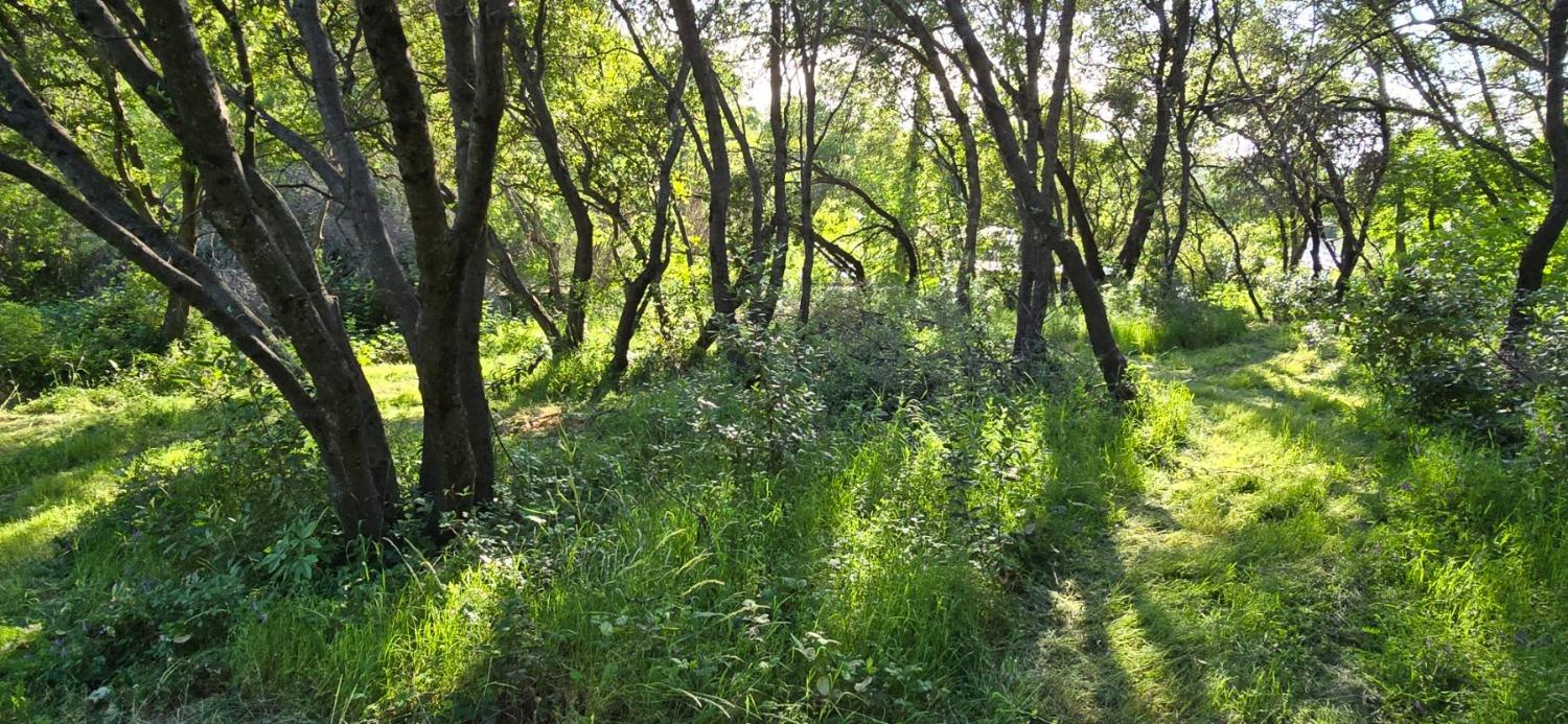 0 2059 Bell Road Auburn, CA 95603 - Photo 21 of 40 a view of forest