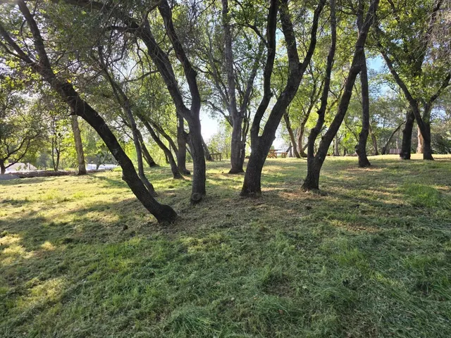 a view of a yard with a tree