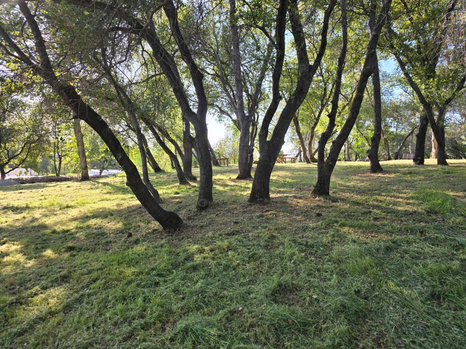 0 2059 Bell Road Auburn, CA 95603 - Photo 31 of 40 a view of outdoor space with trees