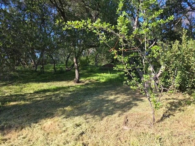 a backyard of a house with a yard and large trees