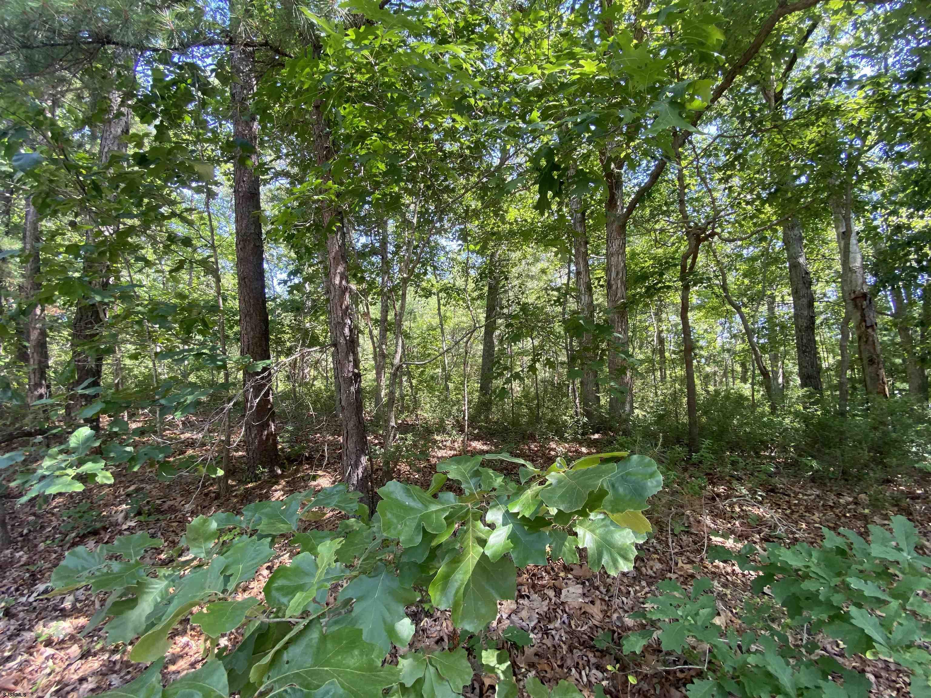 333 Cologne Port Road Port Republic, NJ 08241 - Photo 2 of 2 a view of forest