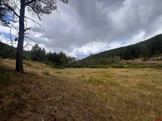 a view of a field with an trees
