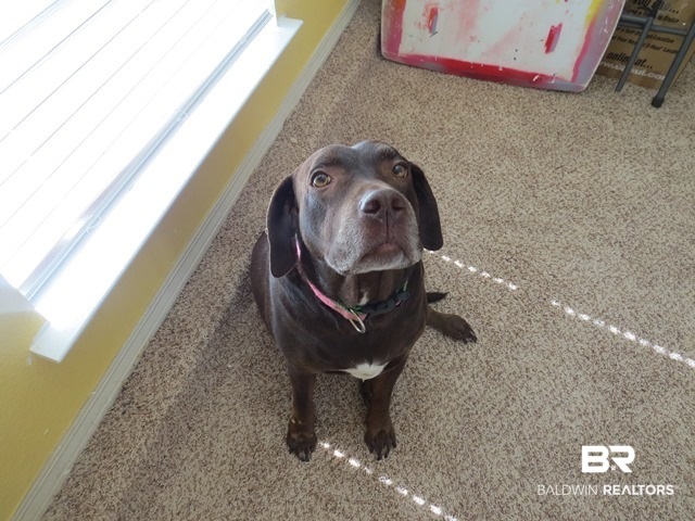 430 Dumoine Drive Foley, AL 36535 - Photo 42 of 42 This is "Prissy". She does not convey.