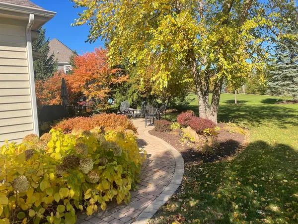 a view of a trees in a yard