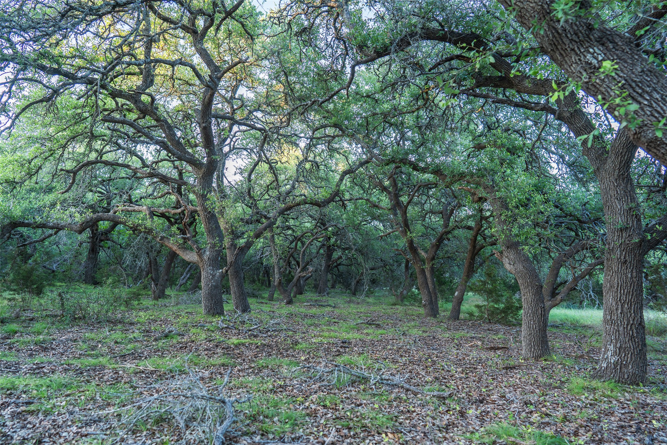 Tbd Crabapple Road Blanco, TX 78606 - Photo 14 of 17